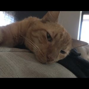 Meet your Posher, Joey